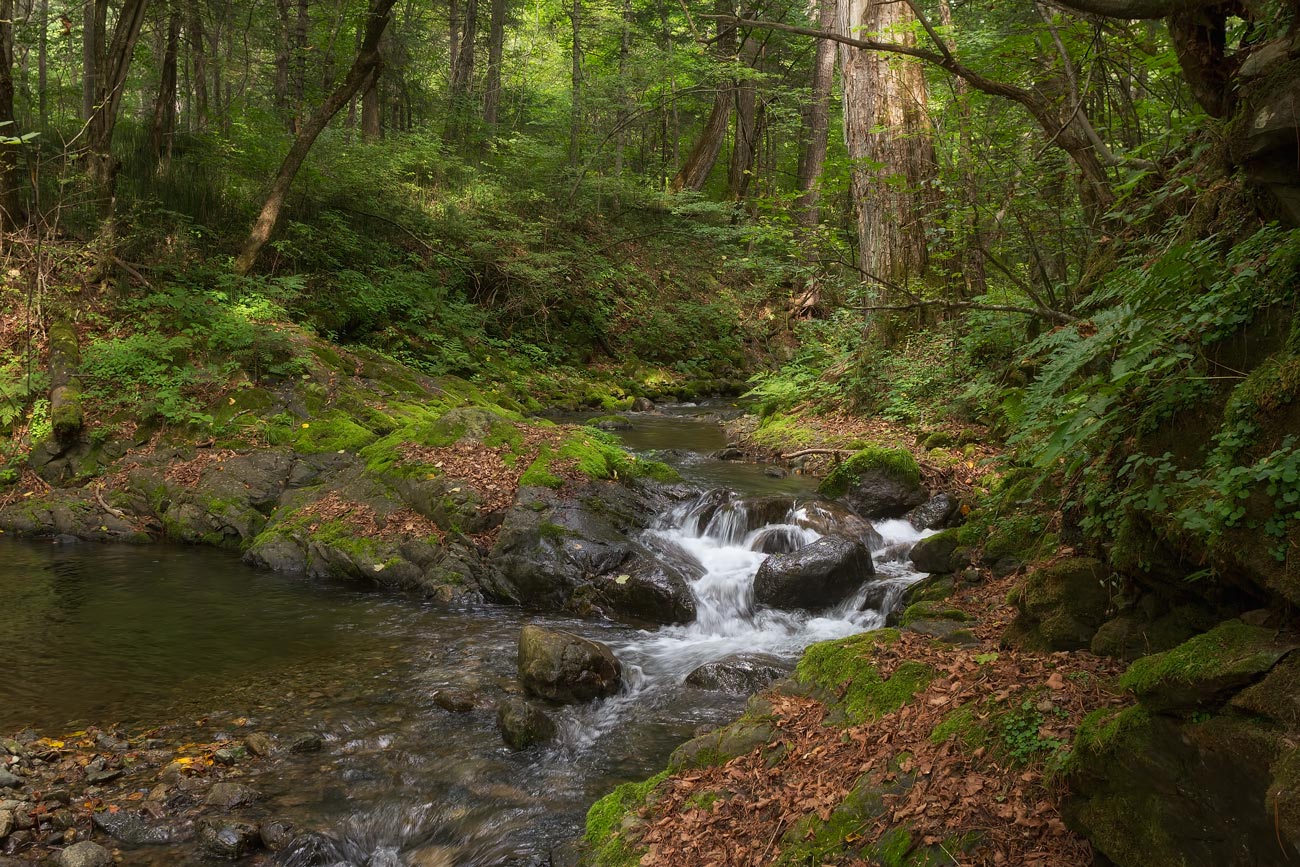 таёжный ручей