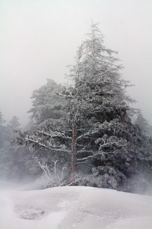 Весеннее настроение