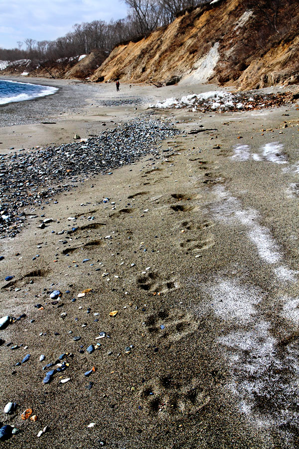 Следы на песке