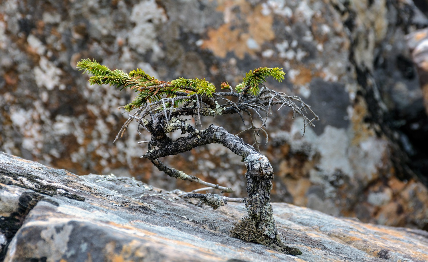 и на камнях растут деревья