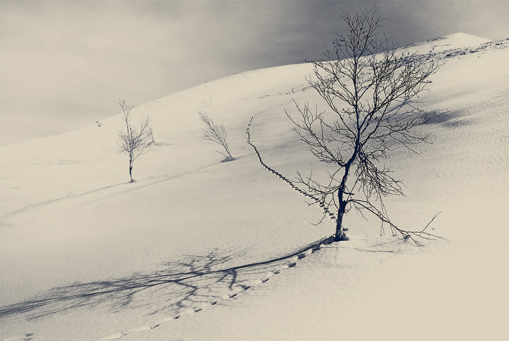 Тонкой строчкой на снегу...