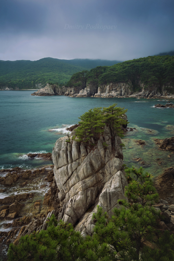 Приморский Бонсай