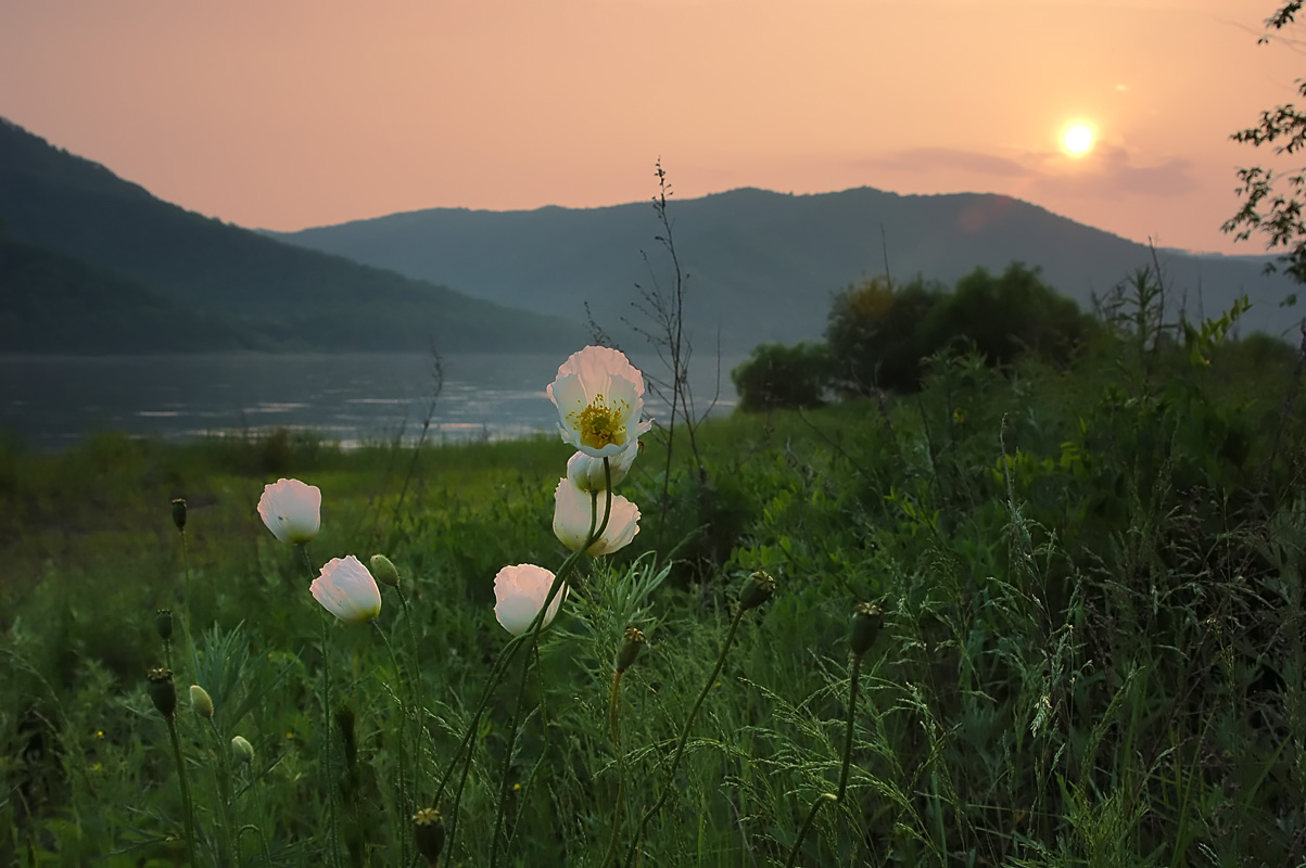 Белые маки Хингана
