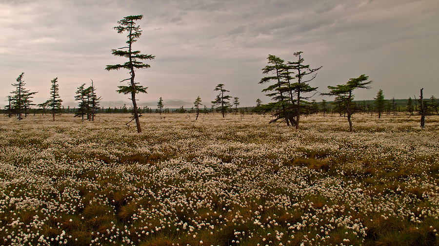 Под покровом пасмурных сфер ...