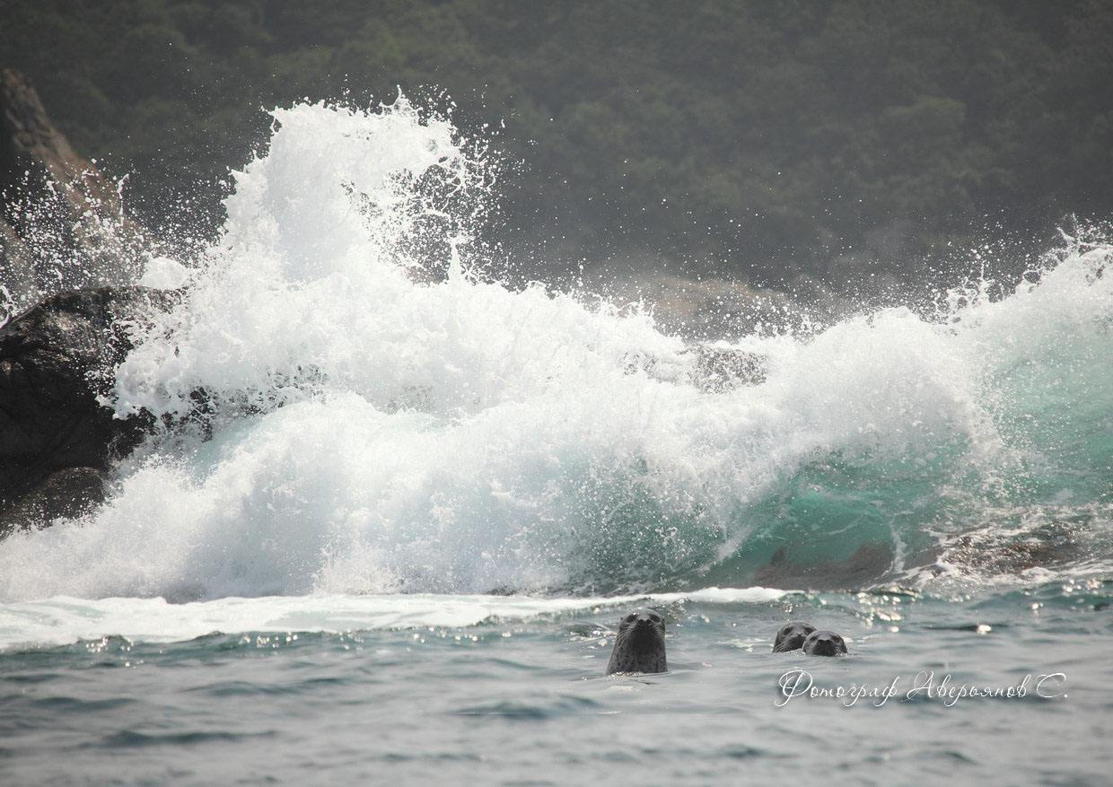 Камни Алексеева. Котики