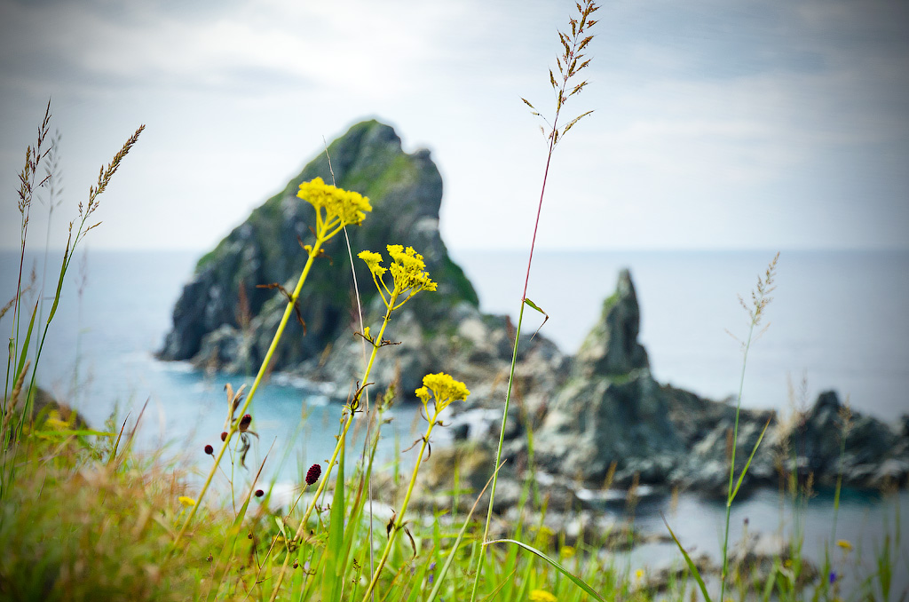 Зубы Дракона.