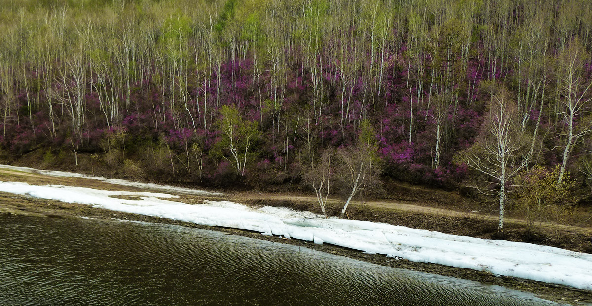 цветёт багульник, зеленют берёзы, лежит снег...