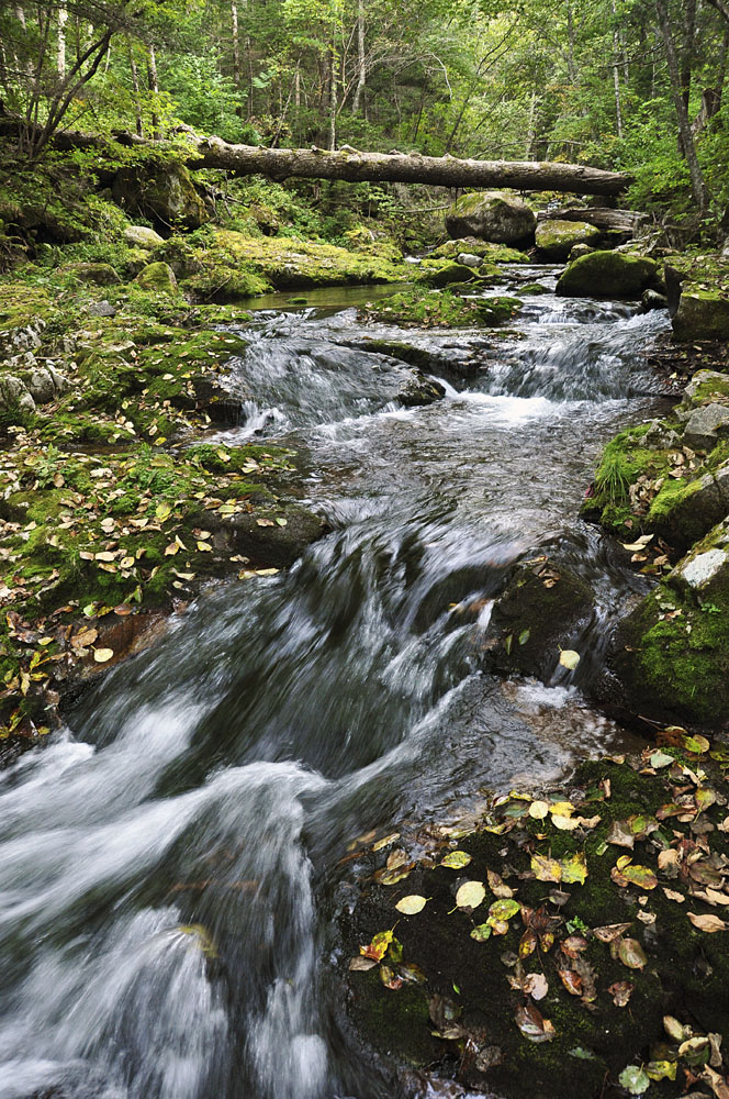 Речка около Пидана