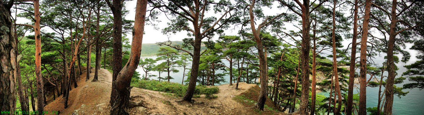 Могильные сосны