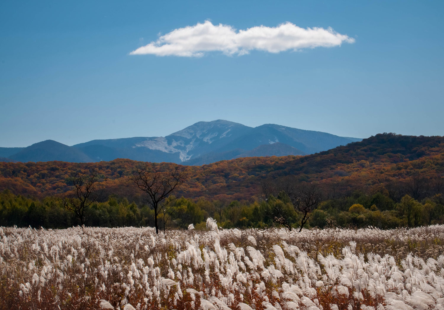 Классика Приморского пейзажа