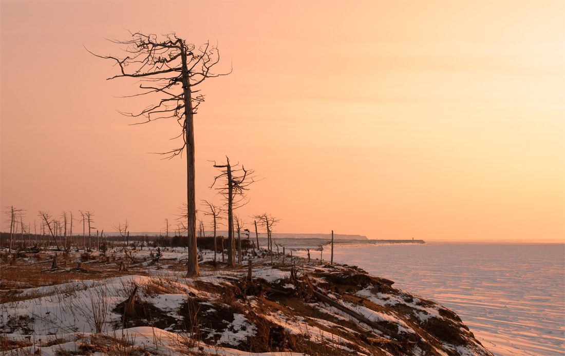 Сахалинские пальмы
