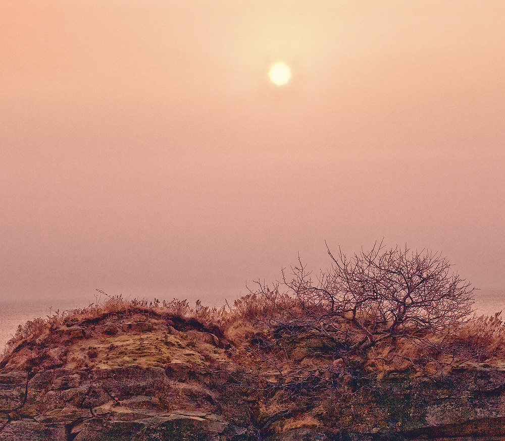 Вельвичия маака под знойным солнцем