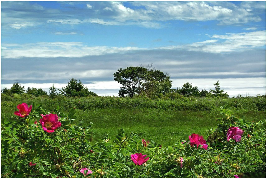 Летний полдень