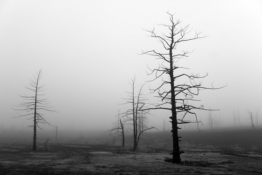 Мёртвый Лес