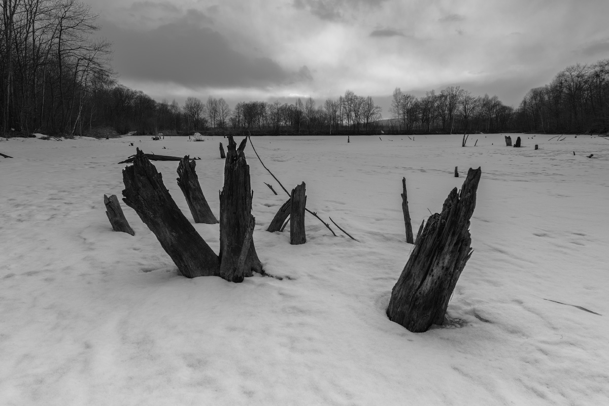 Чёрно-белые коряги.