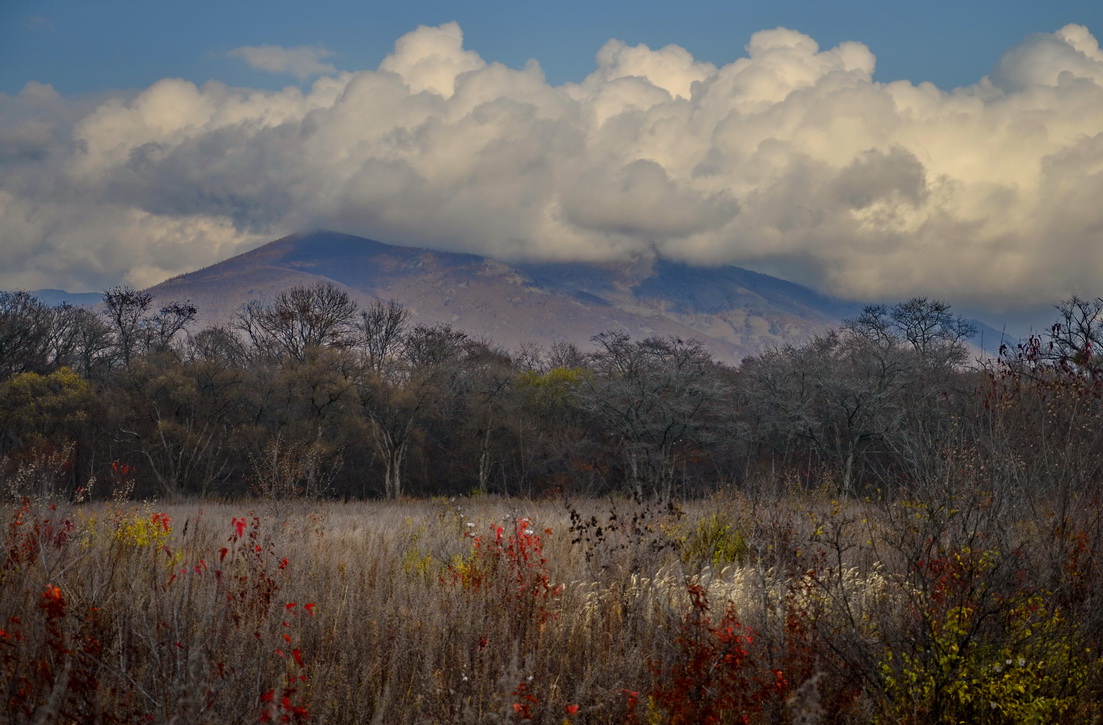 уходящий цвет
