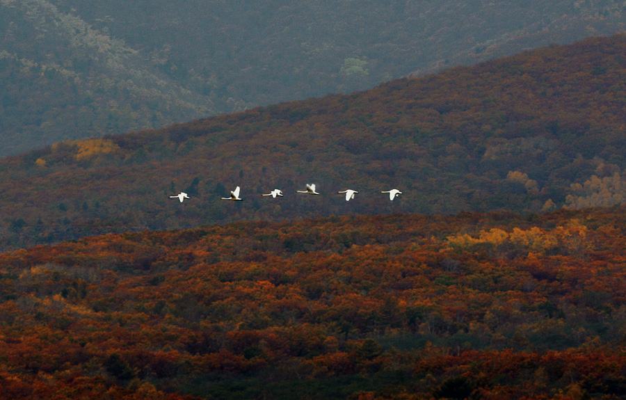 Над землёй летели лебеди...