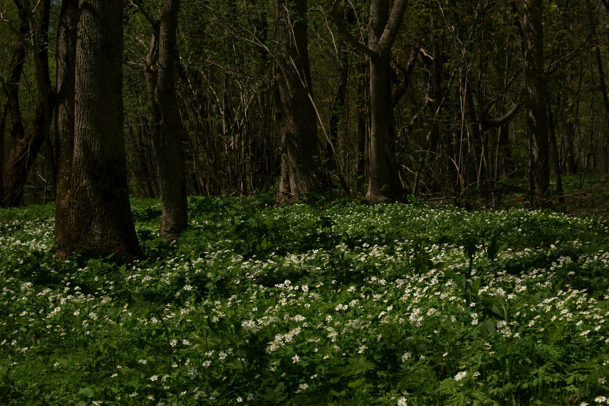 Сахалинские пейзажи