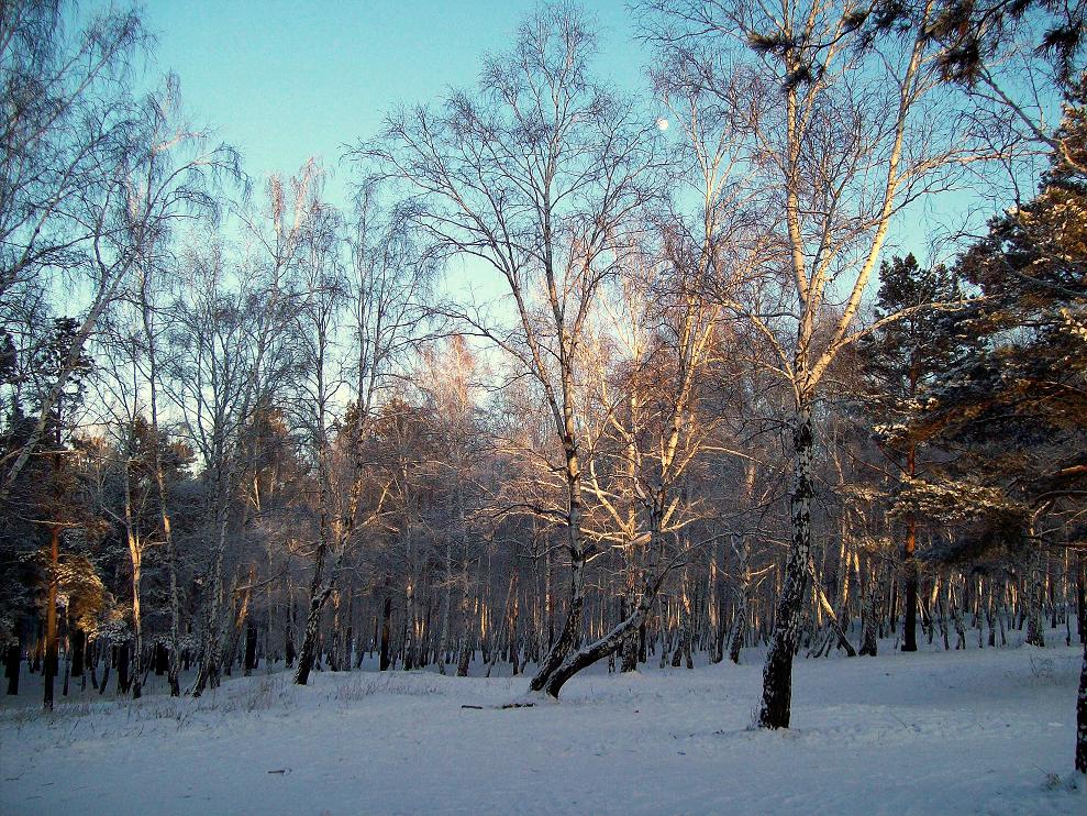 Берёзовая роща