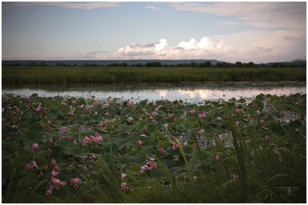 цветут уже, однако