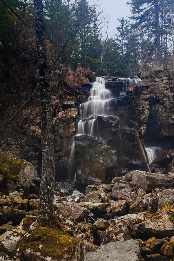 Вод. Тигровый