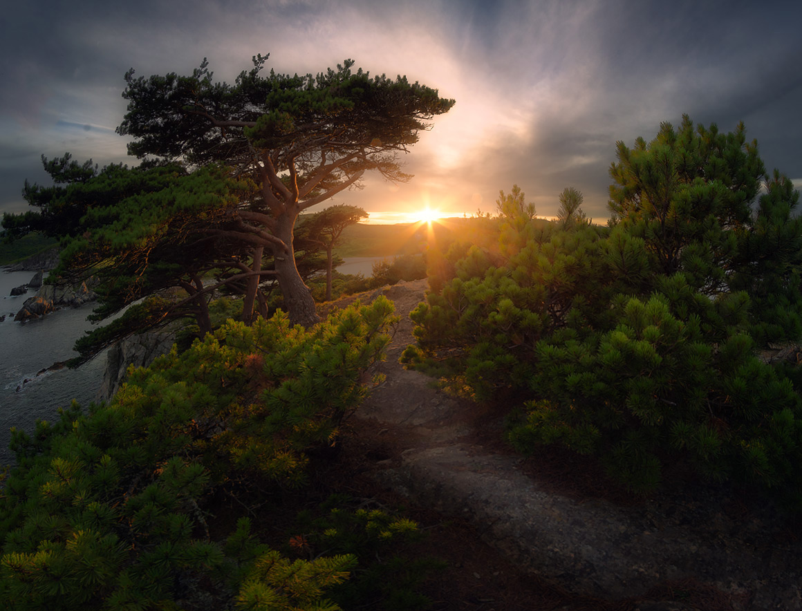 Реликтовые сосны