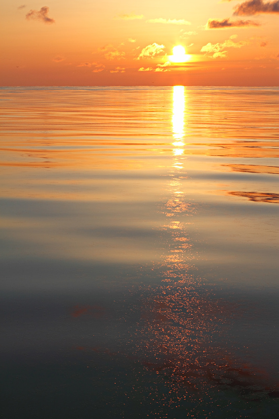 утра золотая россыпь