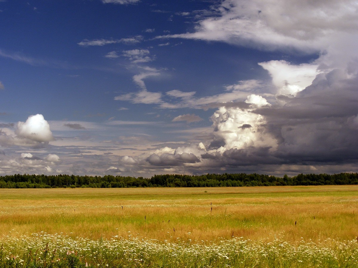 дальневосточные нивы ...