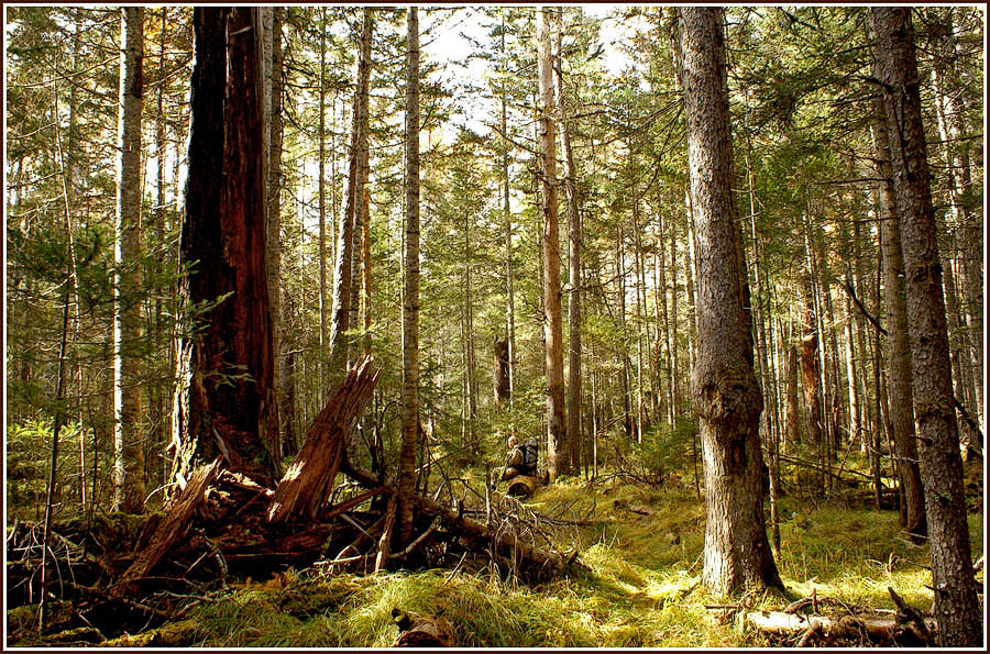 В дебрях таёжных