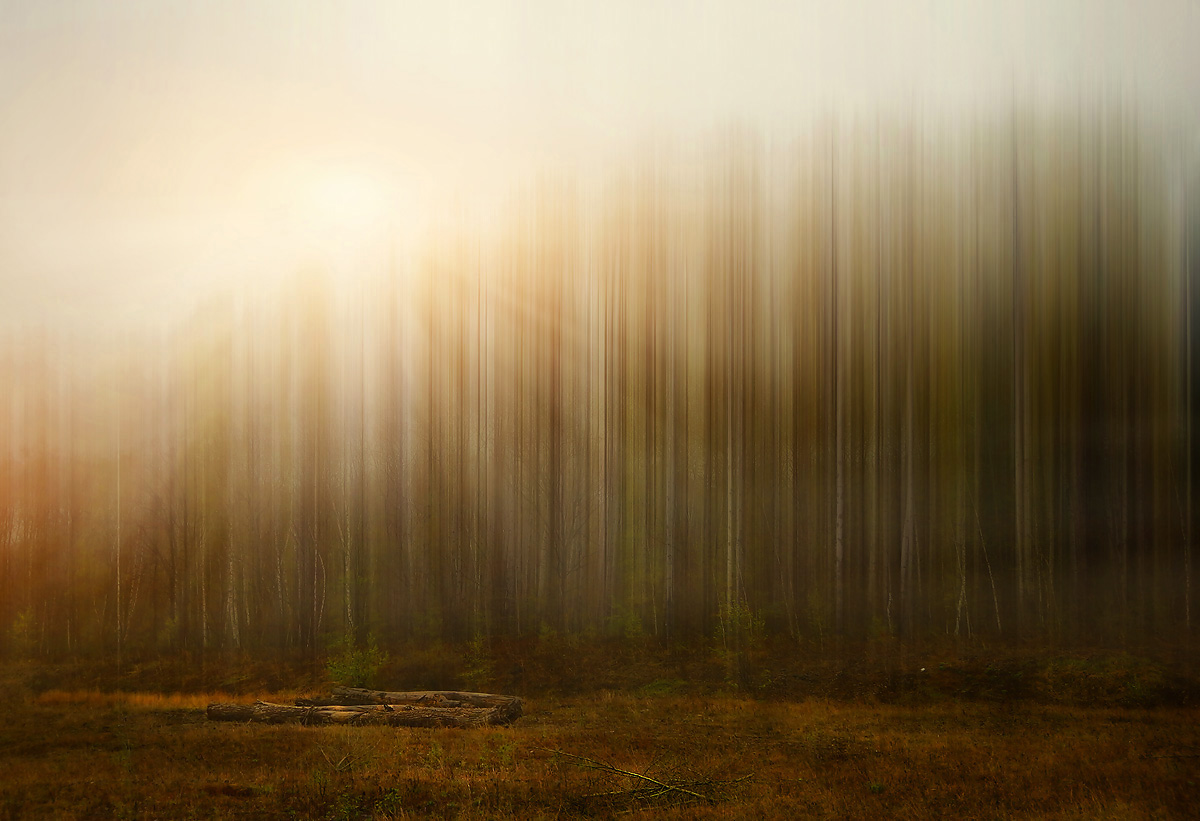 Иногда мне снится утро в лесу
