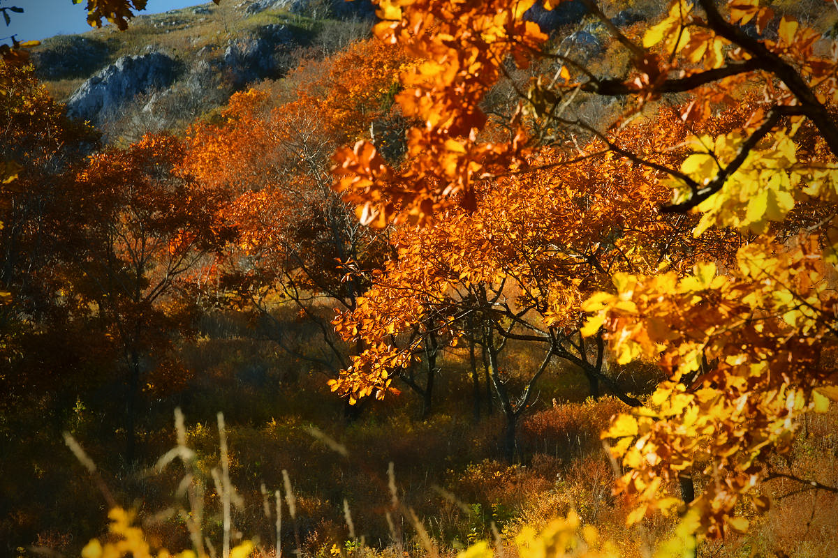 Оранжево-красное