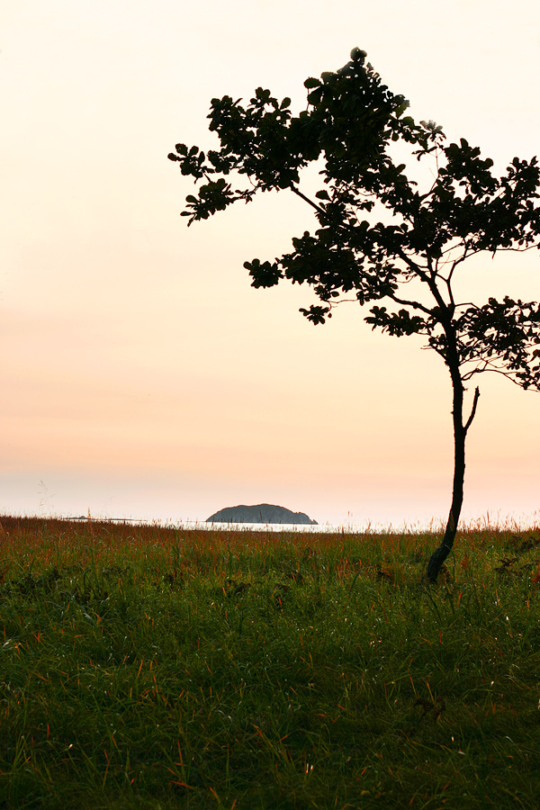 Розовое утро