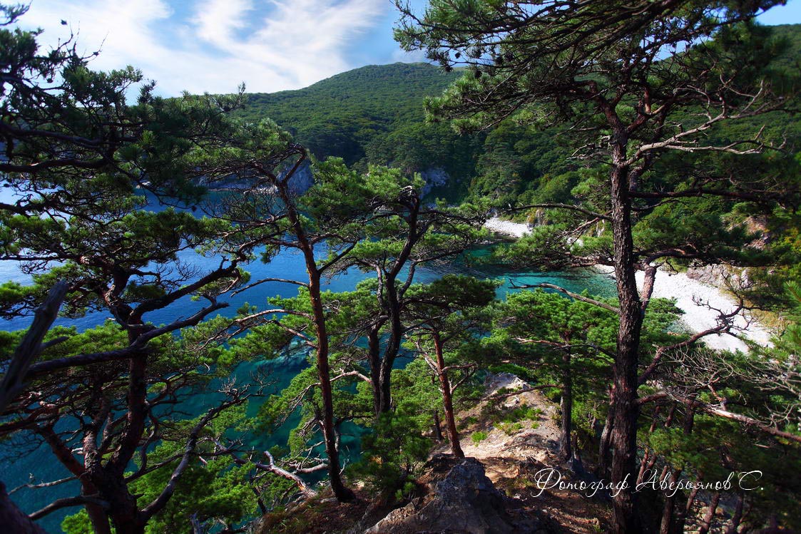 Могильные сосны