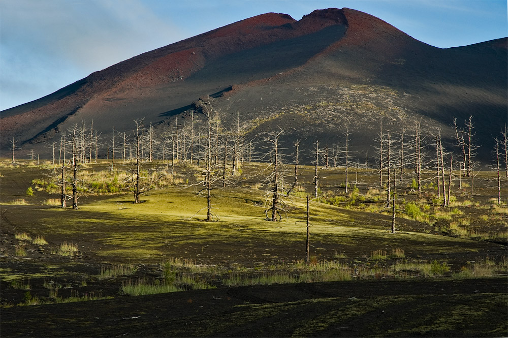 Мертвый лес Толбачика