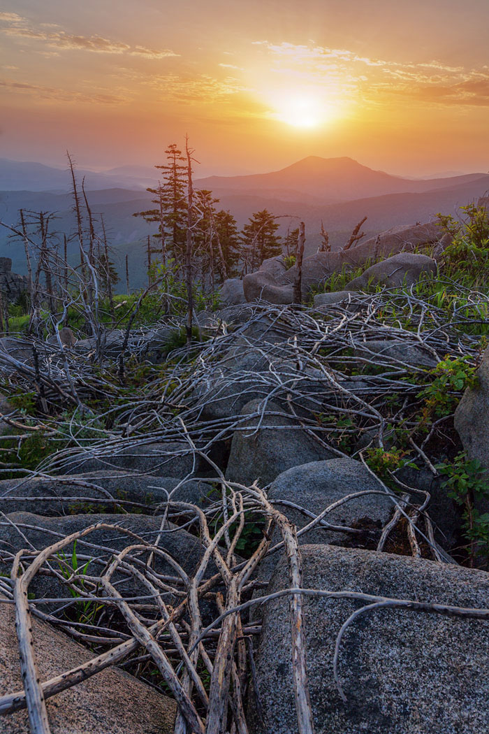 Опутанные камни.