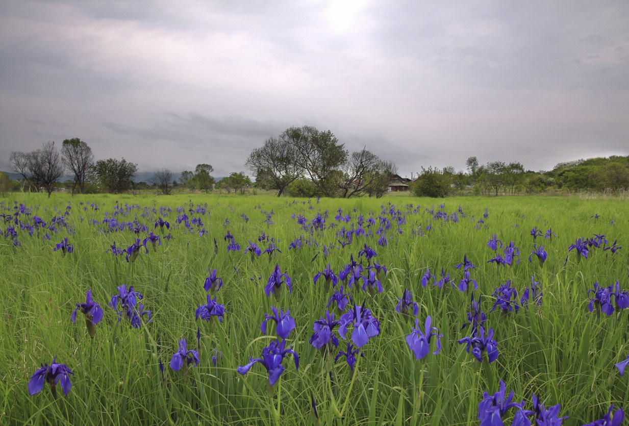 Ирисы на лугу