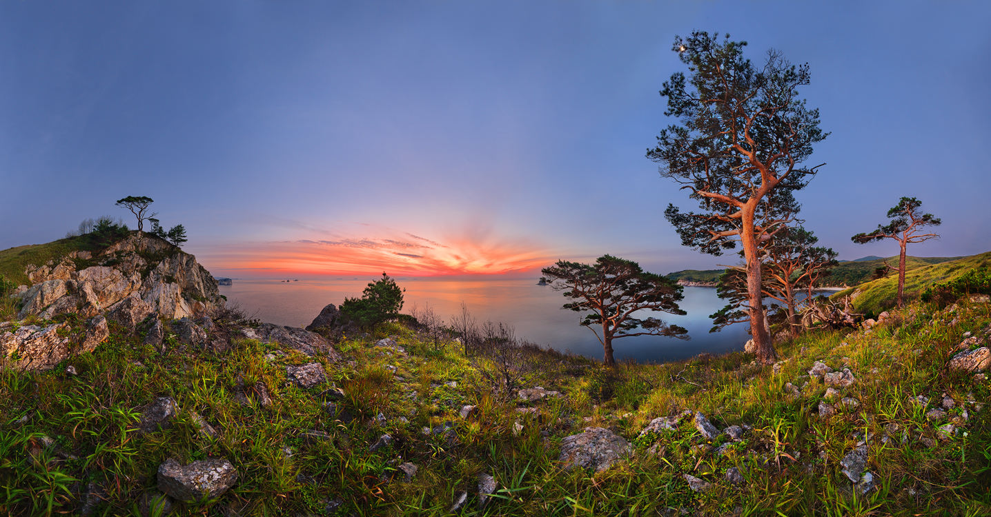 Сосны встречают рассвет.