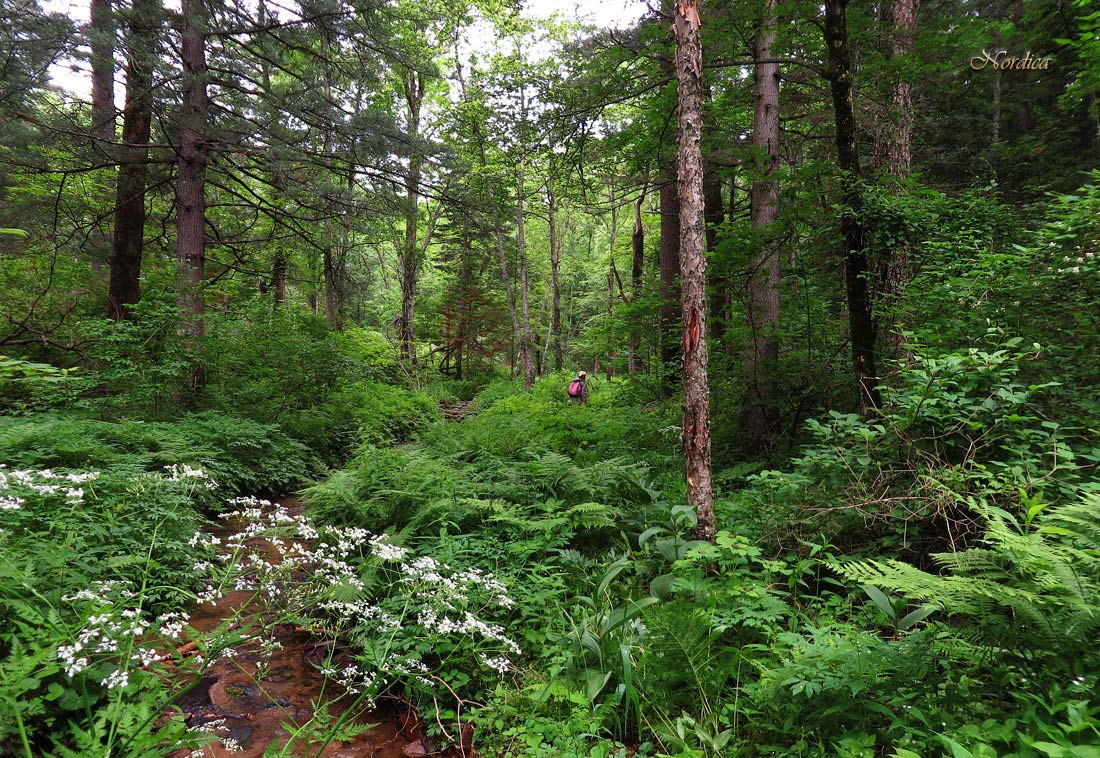 В дебрях таёжных