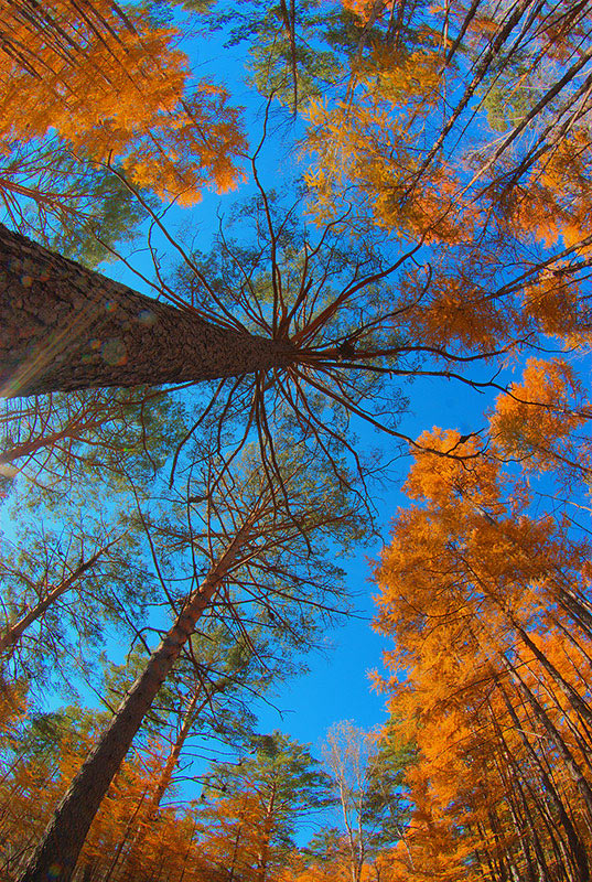 Таежный небосвод