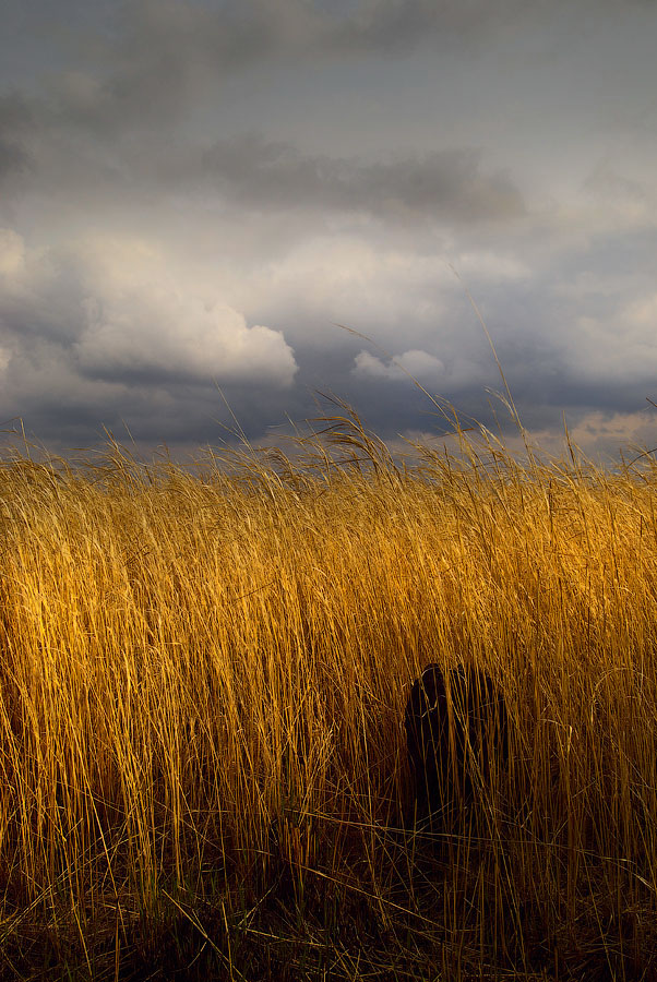 трава- кочка