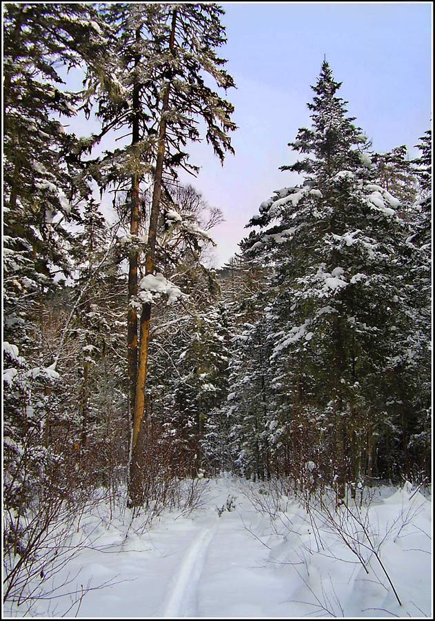 Утро в тайге