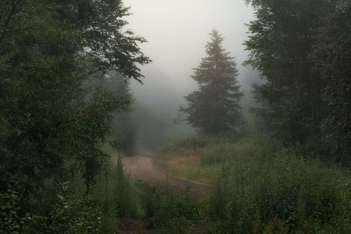 В лесу родилась елочка