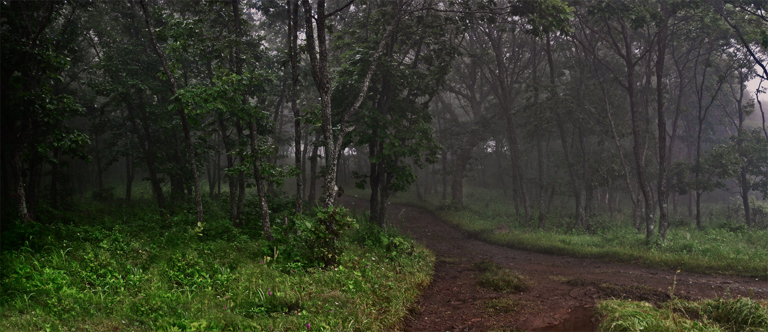 Развилка в лесу.