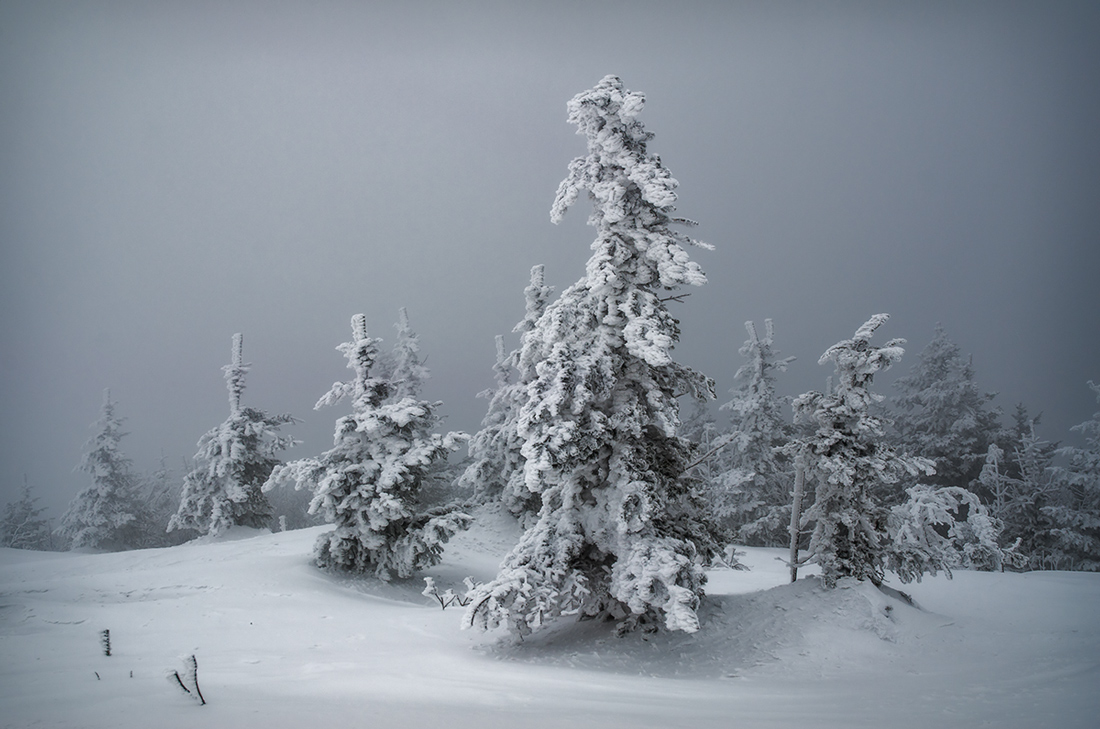 "Ёжикотуманная"