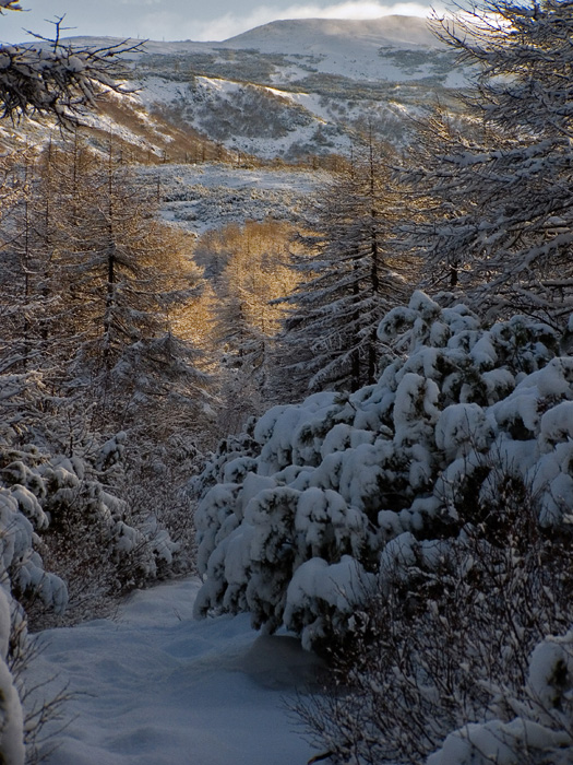 Приход зимы