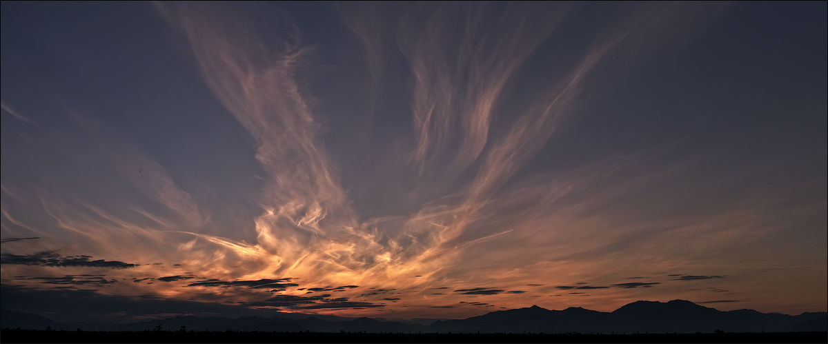 цветы заката