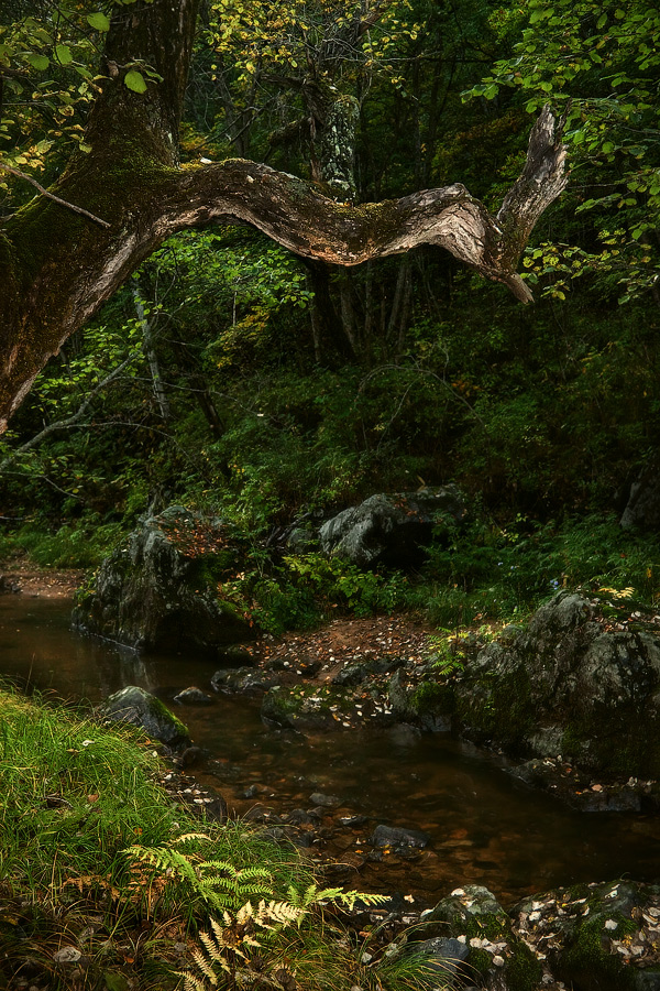 ...там леший бродит