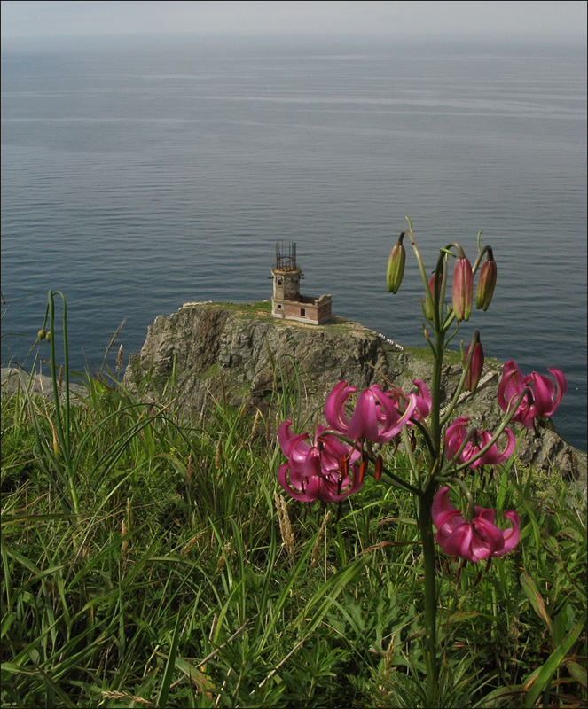 Маяк и лилия