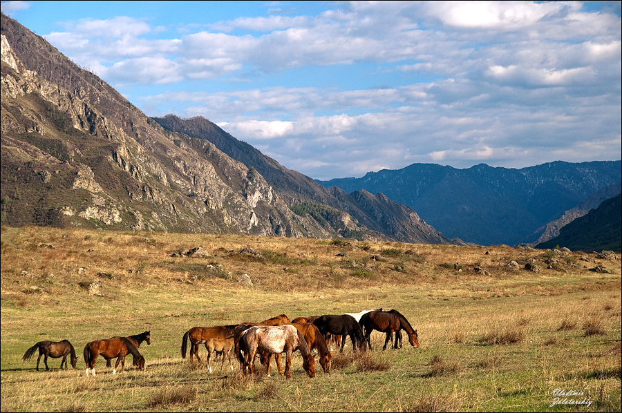 В долине Катуни