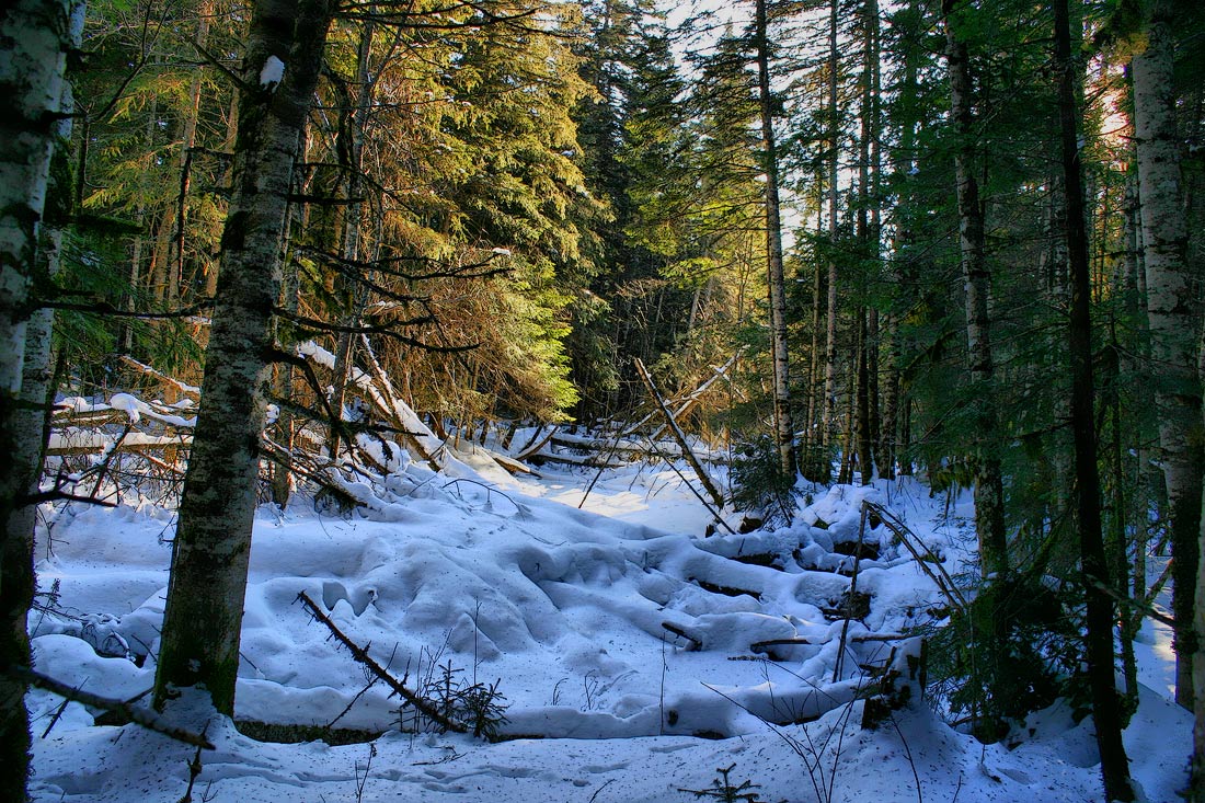 Зимняя, таёжная